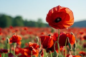 Image of Rememberenace Day Poppies in a field.